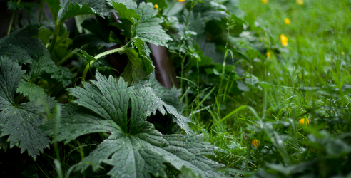 default image for post