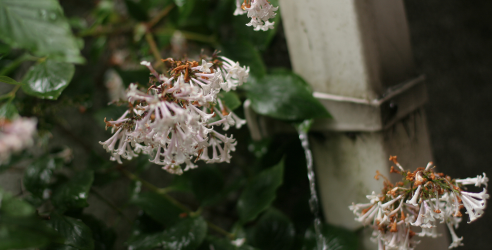 default image for post